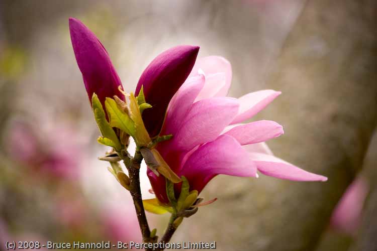 BUDS N BLOOM